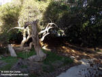 Remnant of walkway and trees near Baja Reef Remnant of walkway and trees near Baja Reef