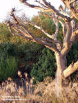 I liked the tree I liked the tree