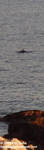 Bottlenose Bottlenose