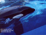 kasatka.jpg kasatka.jpg
