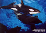 kasatka-takara1.jpg kasatka-takara1.jpg