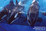 kasatka-takara2.jpg kasatka-takara2.jpg
