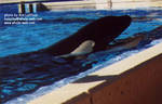 kasatka-1.jpg kasatka-1.jpg