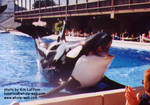 kasatka-pose.jpg kasatka-pose.jpg