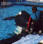 kasatka-scratch.jpg kasatka-scratch.jpg