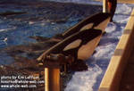 kasatka-takara.jpg kasatka-takara.jpg