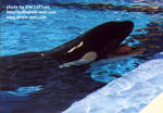 kasatka-tongue.jpg kasatka-tongue.jpg