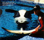 kasatka-tummy.jpg kasatka-tummy.jpg
