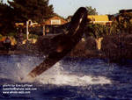 pilotwhale-bubbles.jpg pilotwhale-bubbles.jpg