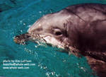 sharkey.jpg sharkey.jpg
