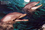 two-phins.jpg two-phins.jpg