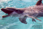 youngcalf2.jpg youngcalf2.jpg