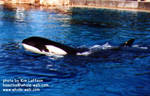 corky-swim-1.jpg corky-swim-1.jpg