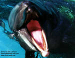 gracie-mouth.jpg gracie-mouth.jpg