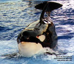 kasatka-slideout.jpg kasatka-slideout.jpg