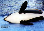 kasatka-spin1.jpg kasatka-spin1.jpg
