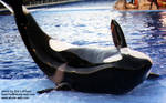 kasatka-spin2.jpg kasatka-spin2.jpg
