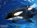 kasatka.jpg kasatka.jpg