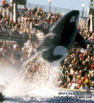 kasatka-breach.jpg kasatka-breach.jpg