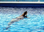 kasatka-hunt.jpg kasatka-hunt.jpg