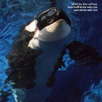 kasatka-spy.jpg kasatka-spy.jpg