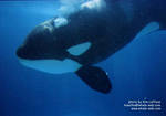 sumar-bubbles.jpg sumar-bubbles.jpg