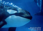 sumar-bubbles2.jpg sumar-bubbles2.jpg