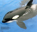 kasatka-surface.jpg kasatka-surface.jpg