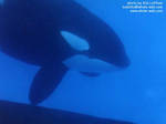 kasatka-swim.jpg kasatka-swim.jpg