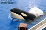keet-surface2.jpg keet-surface2.jpg