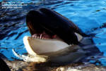 sumar-feed.jpg sumar-feed.jpg