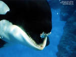 sumar-fish2.jpg sumar-fish2.jpg