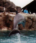 daphne-bow2.jpg daphne-bow2.jpg