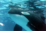 bjossa-float-a.jpg bjossa-float-a.jpg