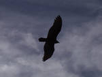 2bird.jpg 2bird.jpg