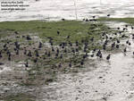 The coots made loud slurpy noises as they dashed through the mud =D The coots made loud slurpy noises as they dashed through the mud =D