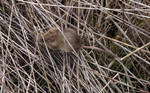 Some mice were scared by the horses and us walking around Some mice were scared by the horses and us walking around