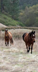 Psycho horse and Nova come to check us out Psycho horse and Nova come to check us out