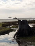 2stump.jpg 2stump.jpg