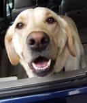 Scout is happy =) Scout is happy =)