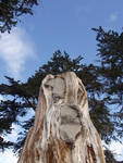 A stump in Morro Bay A stump in Morro Bay