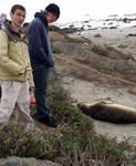 See Wild Animals folder for more elephant seal pics See Wild Animals folder for more elephant seal pics