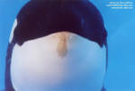 tik-face2.jpg tik-face2.jpg