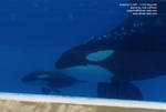 calf1.jpg calf1.jpg