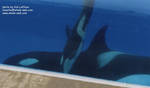 calf2.jpg calf2.jpg