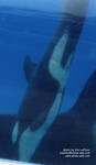 calf2-closeup.jpg calf2-closeup.jpg