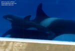 calf4.jpg calf4.jpg