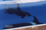 calf6.jpg calf6.jpg