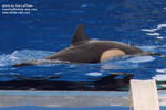 calf-surfacing.jpg calf-surfacing.jpg