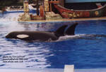 kasatka-calf.jpg kasatka-calf.jpg